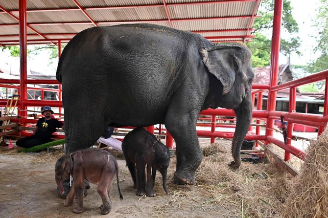 Rare elephant twins born in dramatic birth in Thailand