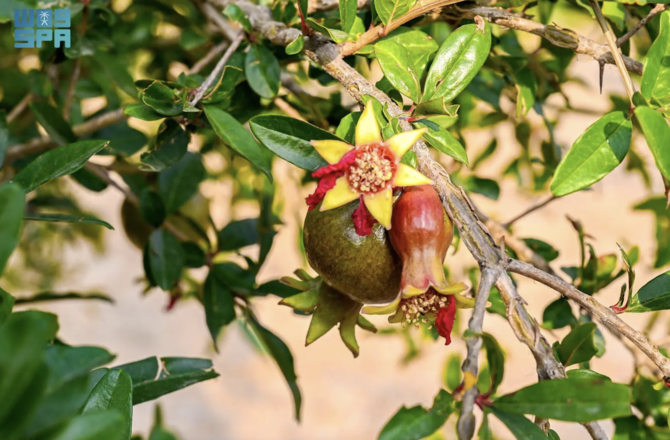 The 45th Al-Baha Summer Festival, themed “A Summer in Al-Baha: Embrace Serenity,” has been launched.