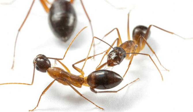 Ants perform limb amputations on injured comrades to save their lives
