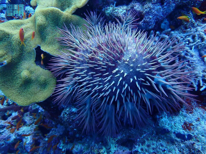 Crown-of-thorns starfish outbreaks in Red Sea under study