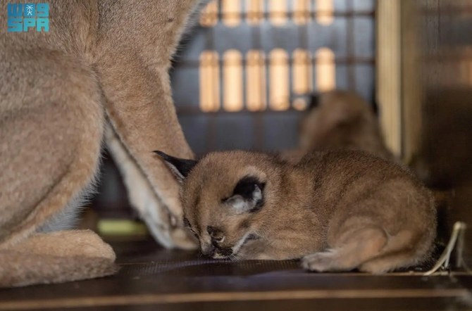 Two lynx kittens born at Prince Saud Al-Faisal National Center in Taif