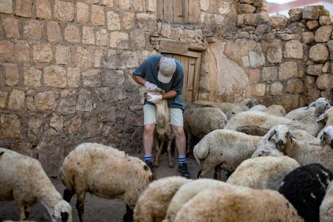 Turkish volunteer fights to save fire-scarred sheep