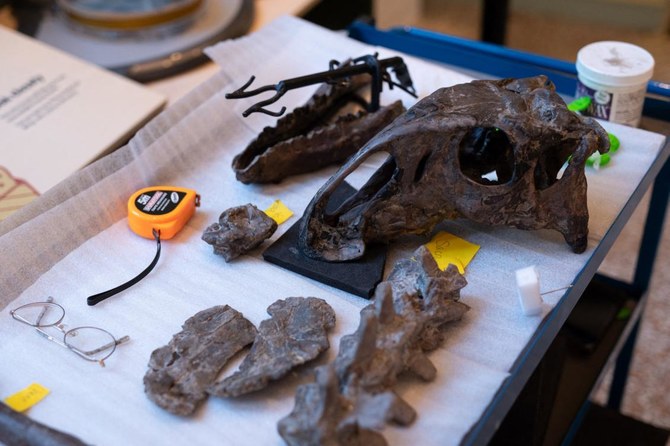 The most complete UK dinosaur in a century found on the Isle of Wight