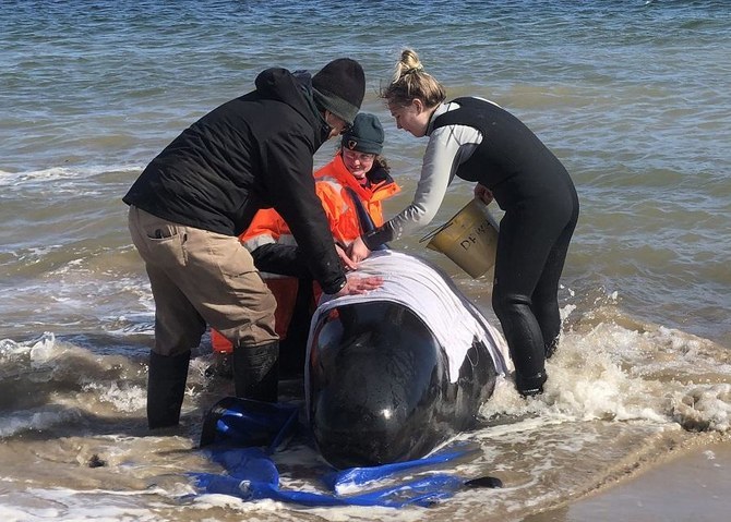 At least 65 pilot whales die in Scottish mass stranding