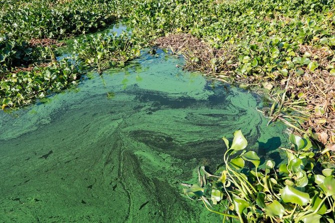 Weqaa identifies the most invasive plants found in the Kingdom