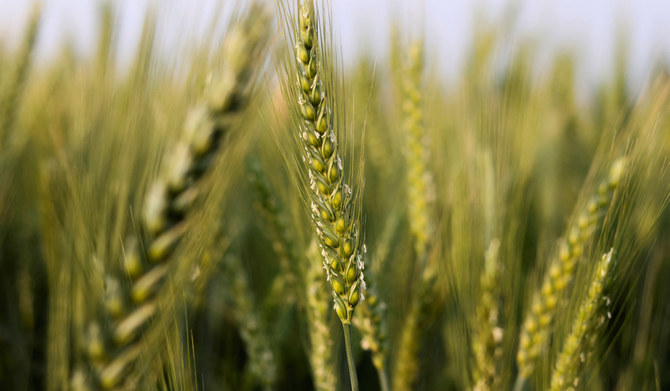 Saudi wheat farmers receive $78.7m in payments