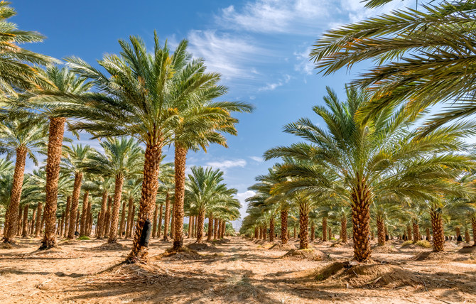 Saudi Arabia to bolster food security with 5 new investment projects in Al-Baha region 