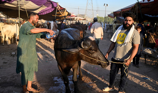 In fresh case of animal brutality in Pakistan, man arrested for cutting off buffalo’s tongue