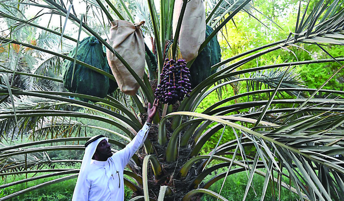 NEOM-KAUST partnership to target insects threatening Saudi Arabia’s 36 million palm trees