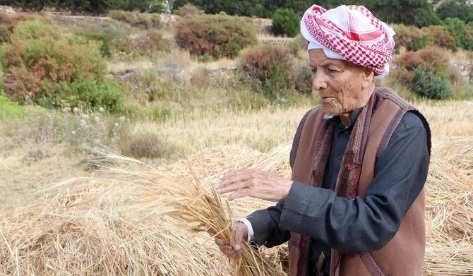 Kernels of promise in Asir as farmers ready for summer harvest