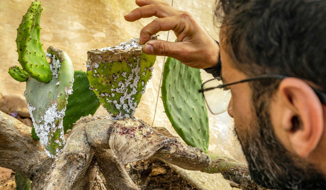 Insect infestation ravages North African prickly pear