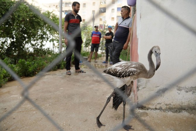 Baby flamingos saved from drought-decimated lake in Algeria