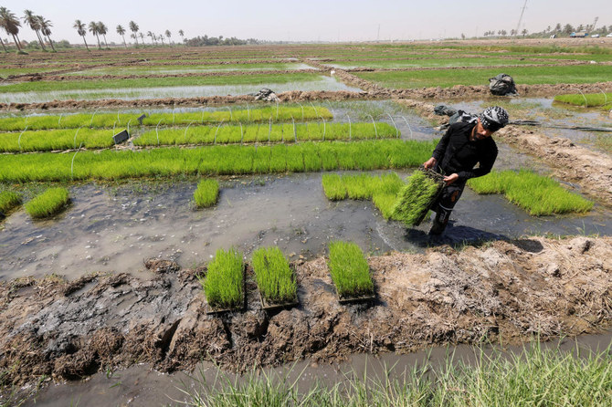 Iraq resumes rice cultivation after two-year ban with new climate friendly strain