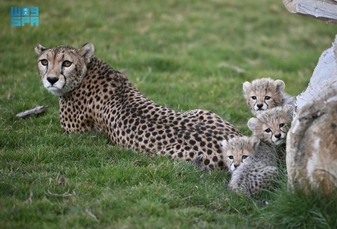 Saudi wildlife center celebrates cheetah conservation milestone