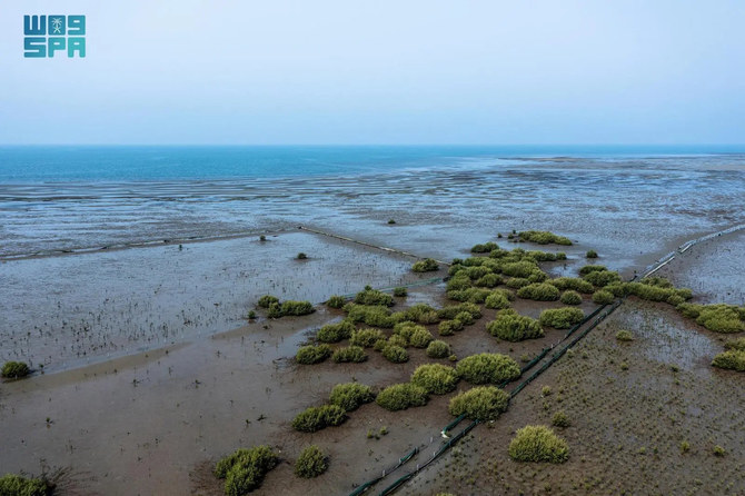 Coastal mangrove-growing program in Saudi on track