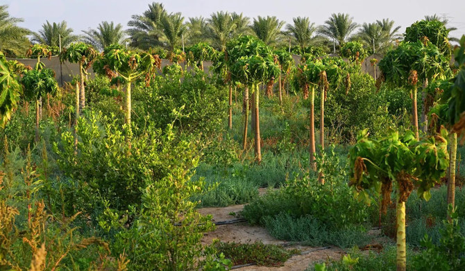 Saudi markets receive over 29 tonnes of seasonal produce from Qatif oasis farms