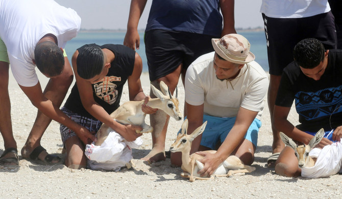 Volunteers are preparing to release three of the eight rhim gazelles — wrapped in protective blankets — on Farwa Island. (AFP)
