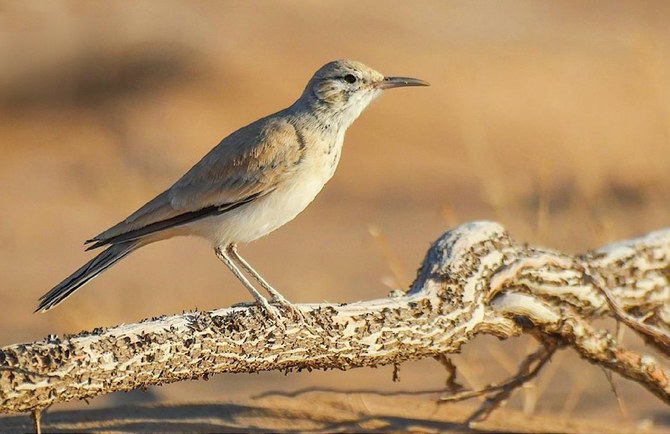 Endangered species find new home at Imam Turki bin Abdullah Royal Reserve