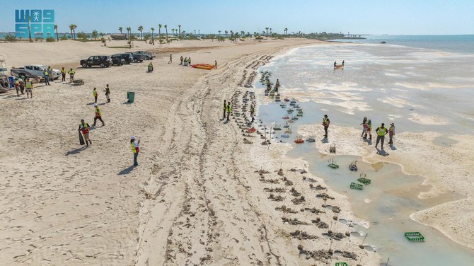 Over 100 people take part in Saudi mangrove planting day