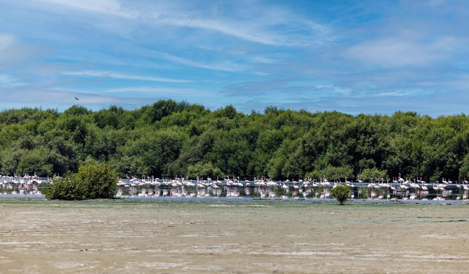 Saudi Arabia ramps up efforts to protect mangrove forests