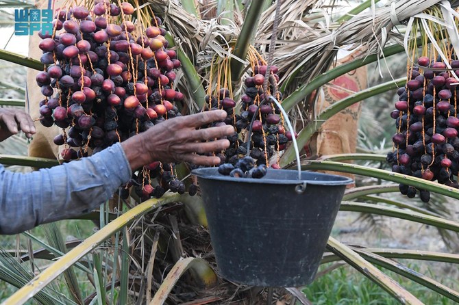 Madinah farmers begin date harvest as season nears peak ripeness of fruit