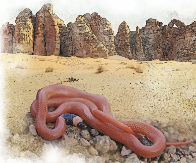 How a newly classified species of snake was discovered in Saudi Arabia’s ancient AlUla oasis