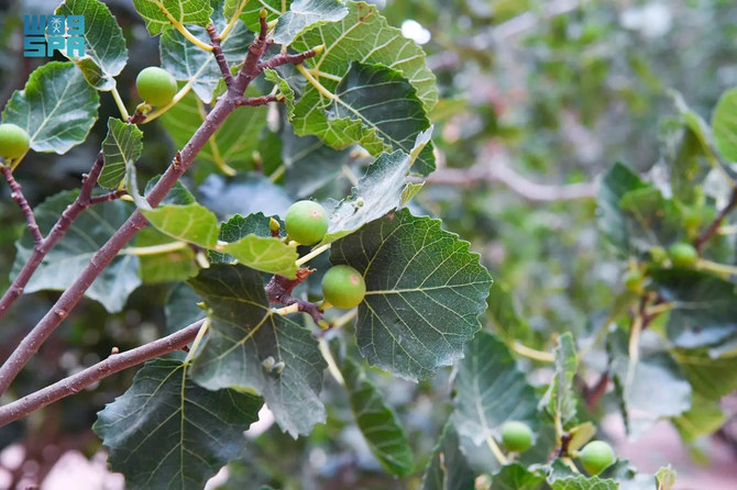 Saudi Arabia is now self-sufficient in fig production, says agriculture ministry