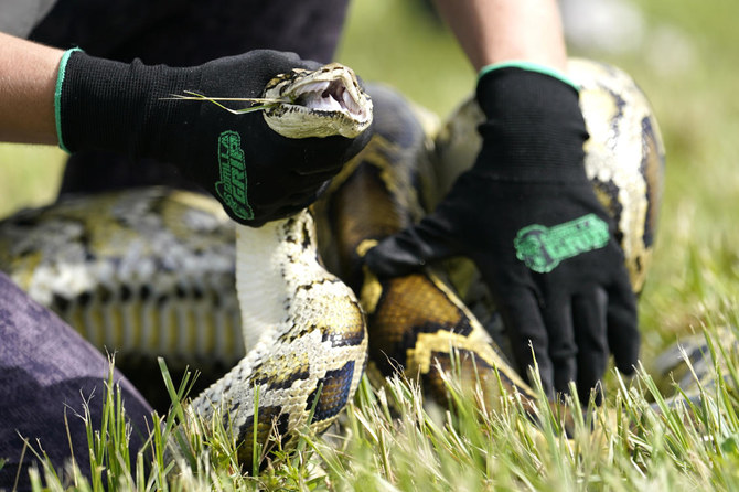 Snake hunters will wrangle invasive Burmese pythons in Everglades during Florida’s 10-day challenge