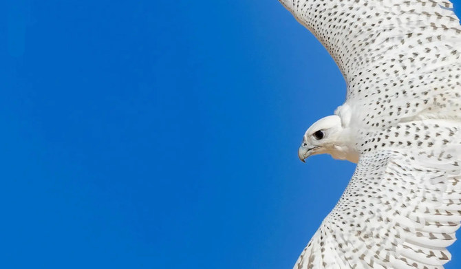 Al-Deiri expressed hope that all of his displayed falcons would be sold during the auction. (SPA)