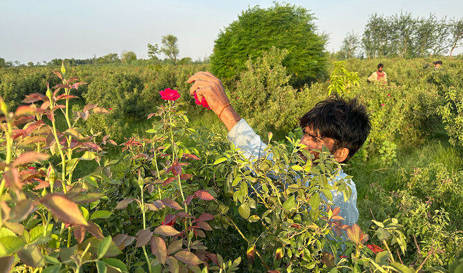 For flower farmers in southern Pakistan, life is anything but a bed of roses