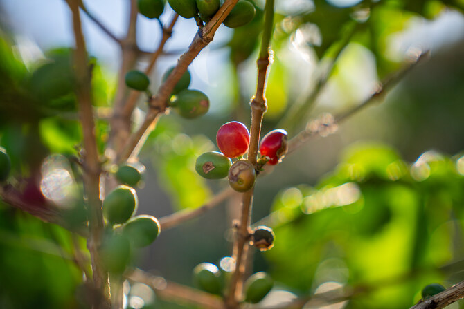 The Saudi Coffee Company Academy has launched a program in the Asir region to enhance coffee cultivation. 