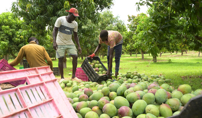 Senegal ‘agri-influencers’ seek to shake up key sector