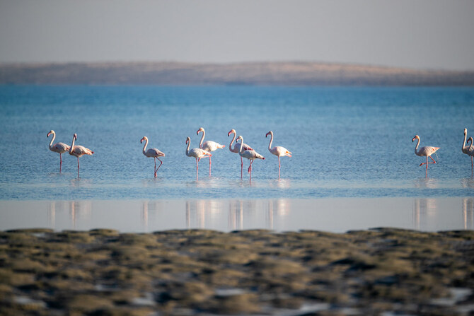 Why Saudi Arabia’s Farasan Islands are a haven for flamingos 