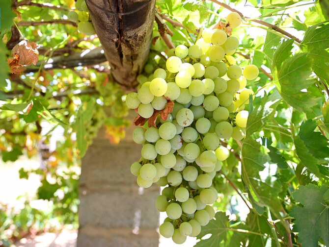 Saudi Arabia’s annual grape production has passed 110,500 tonnes, achieving a self-sufficiency rate of 58 percent. (SPA)