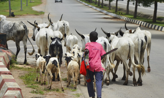 Cows obstruct Nigeria’s capital as climate change and development leave herders with nowhere to go