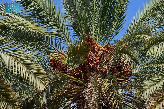 Boost for regional economy as AlUla’s palm farms produce over 100,000 tonnes of dates annually