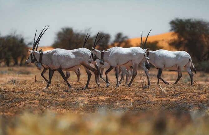 Saudi royal reserve to promote eco-tourism, highlight cultural heritage at Abu Dhabi expo