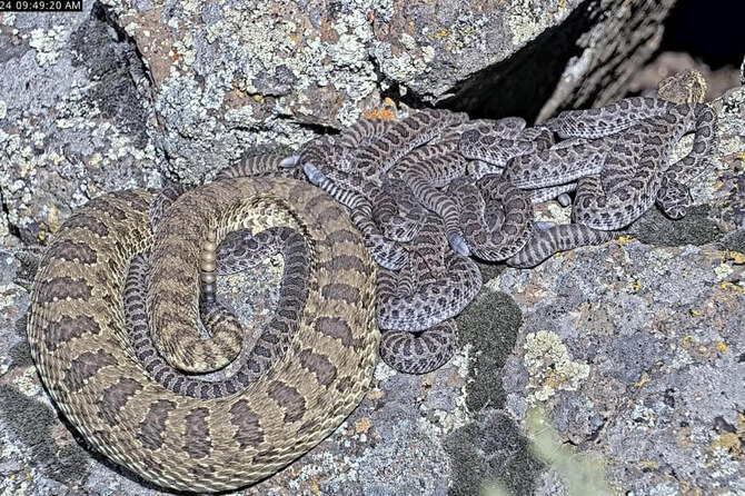 Newborn rattlesnakes at a Colorado ‘mega den’ are making their live debut