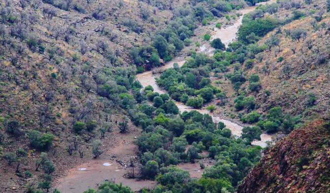 Al-Atam is one of the most important trees in the region. (SPA)