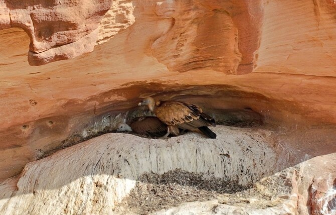 Rare Griffon vulture breeding colonies discovered at Prince Mohammed bin Salman Royal Reserve