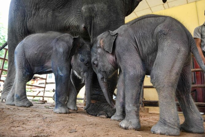 Myanmar communists take in liberated elephants as battle against junta rages