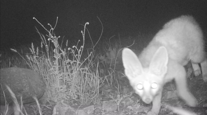 Rarely sighted Blanford’s fox caught on camera during UAE wildlife-mapping initiative