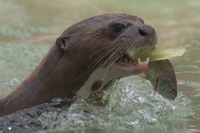 A river otter attacks a child at a Seattle-area marina