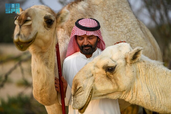 Bandar Al-Adwani, a camel owner, poses with his beloved she-camel, Al-Na’amah. (SPA)