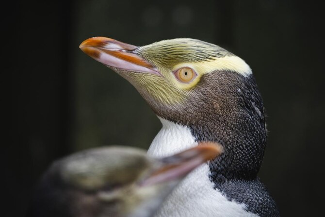 Shy penguin wins New Zealand’s bird election after campaign filled with memes and tattoos