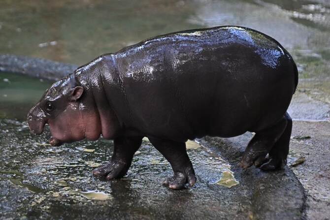 Thai baby hippo Internet star draws thousands to her zoo