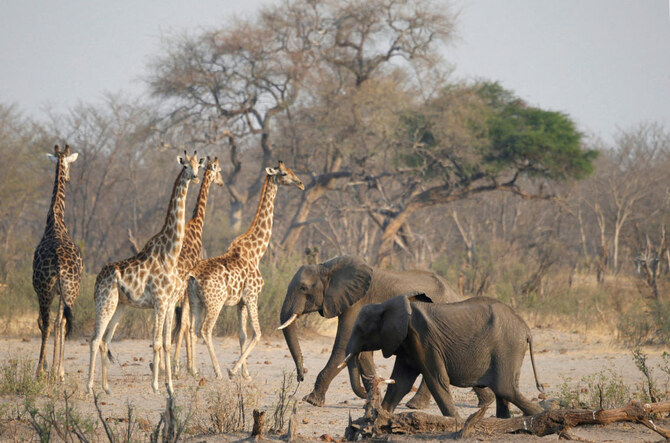 Zimbabwe to cull 200 elephants to feed people left hungry by drought