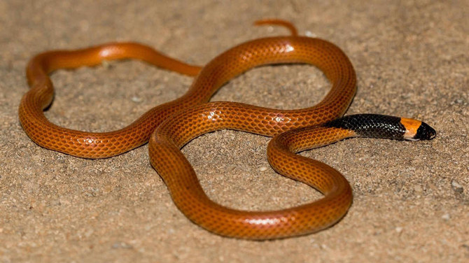 Newly found snake species in AlUla seen as symbol of Arabian Peninsula’s biodiversity