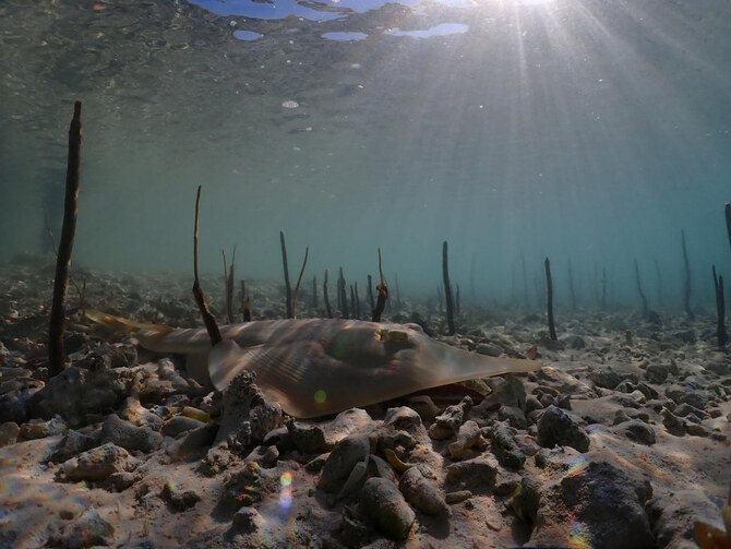 Protecting amphibious life to preserve ecosystems