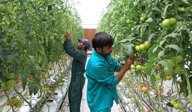 Workers inspect tomatoes in a greenhouse at Agrico, which has the country's biggest hydroponic farm in Qatar. (REUTERS)